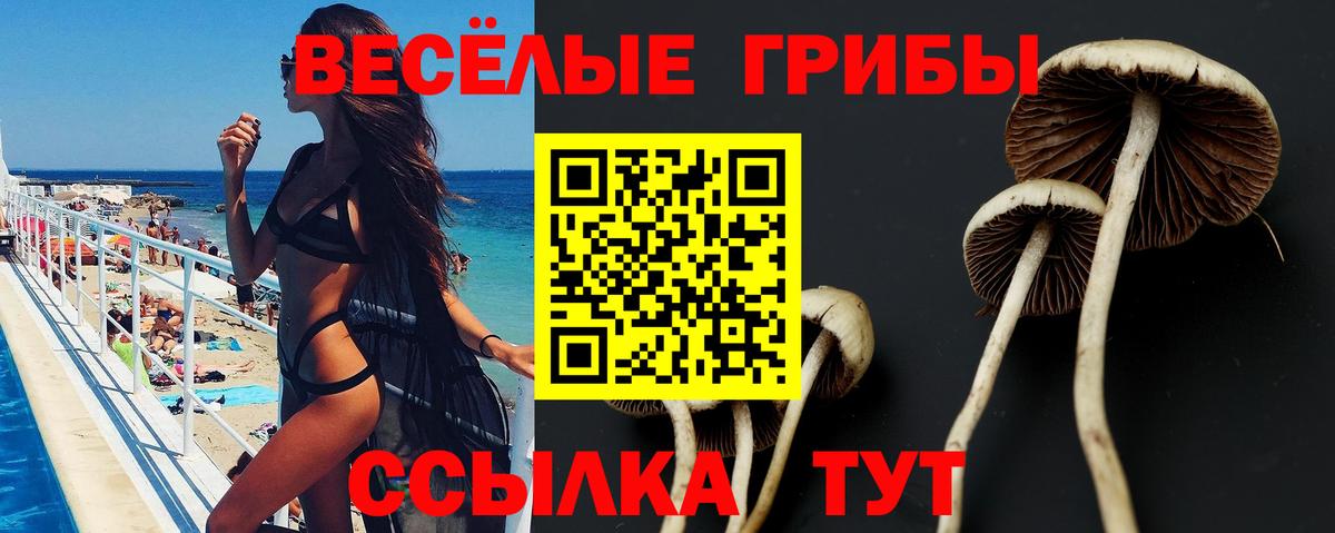 Псилоцибиновые грибы Cubensis  Вход с VPN  Псилоцибиновые грибы мицелий  Гагарин 